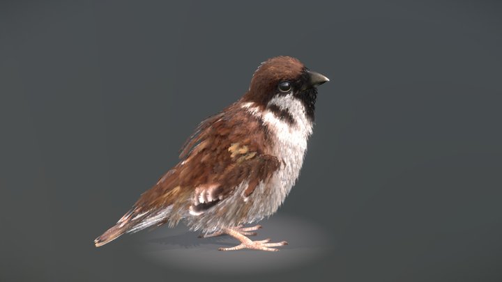 Eurasian Tree Sparrow 3D Model