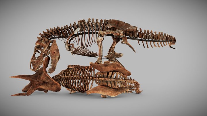 Tyrannosaurus Rex / Triceratops [SmithsonianDPO] 3D Model