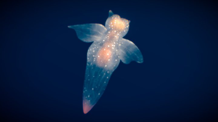 Sea Angel 3D Model