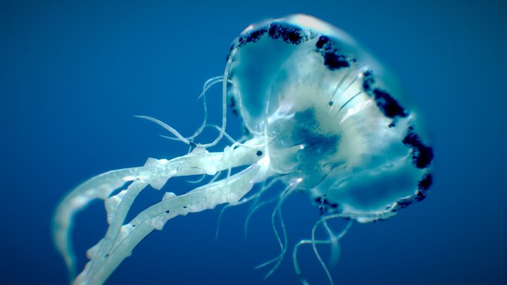 Purple-Striped Jellyfish 3D Model