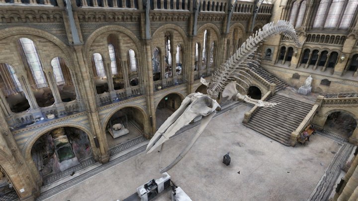 Hintze Hall, NHM London [surface model] 3D Model