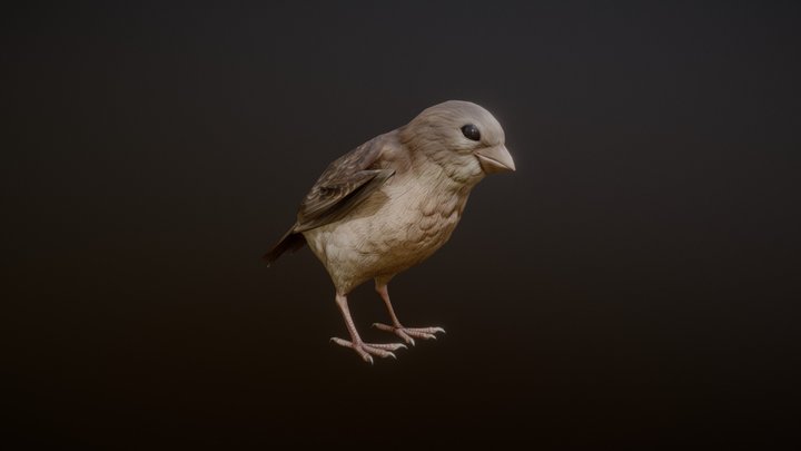 SPARROW ANIMATIONS 3D Model